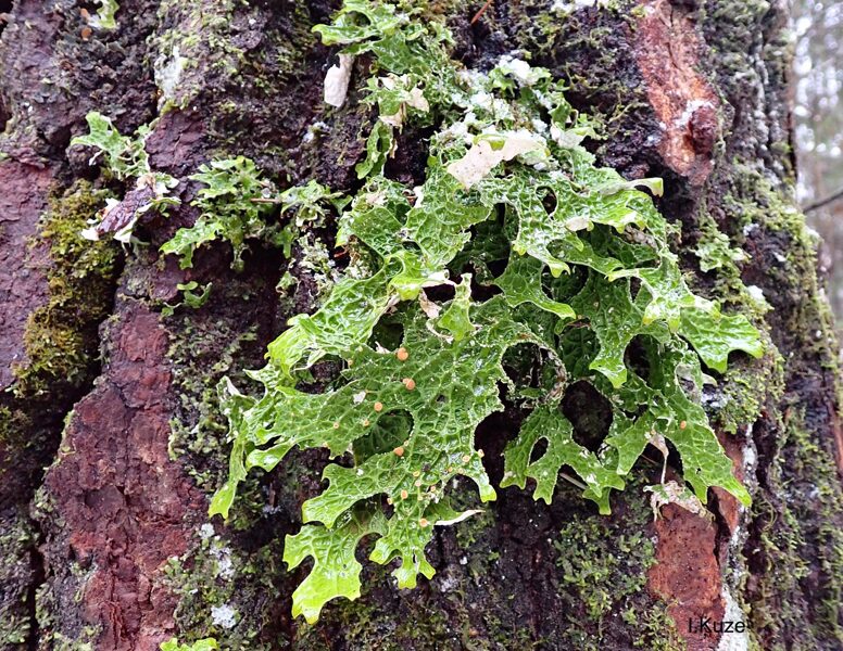 Lobārijas - Lobaria