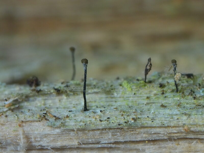 Henotēkas - Chaenotheca