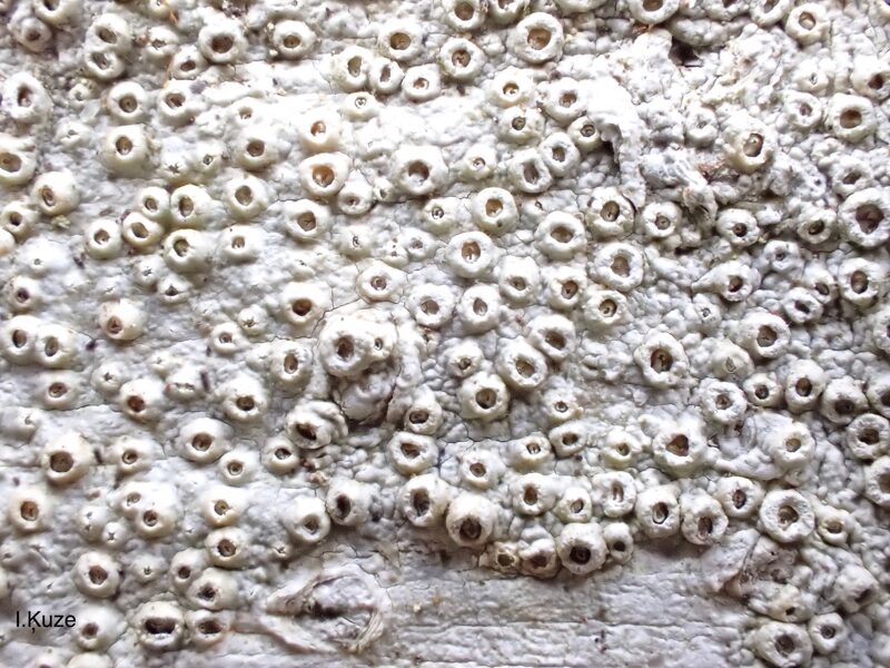 Telotrēmas - Thelotrema