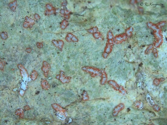 Arthonia cinnabarina (Coniocarpon cinnabarinum)