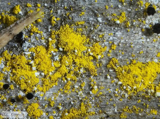 Chrysothrix candelaris