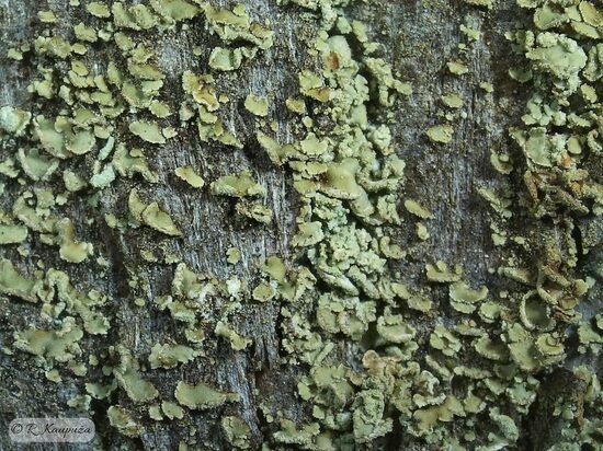 Hypocenomyce scalaris