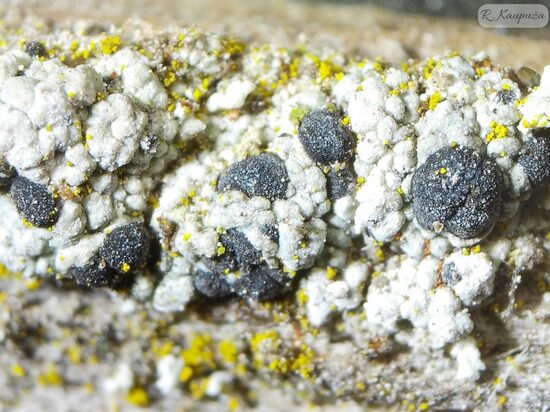 Diplotomma pharcidium