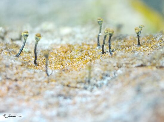 Chaenotheca hispidula