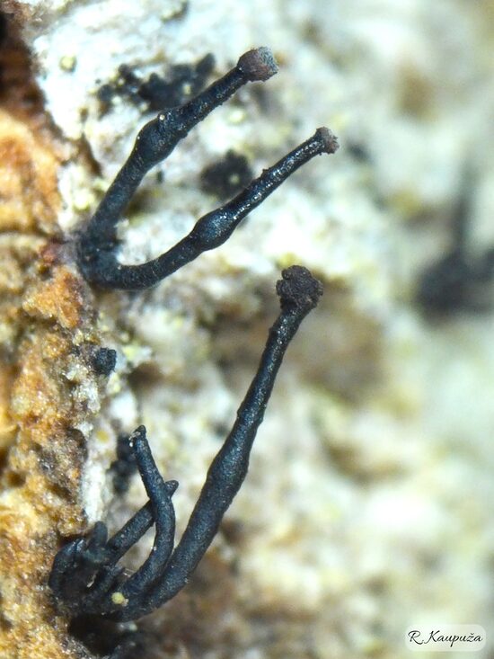 Exophiala calicioides