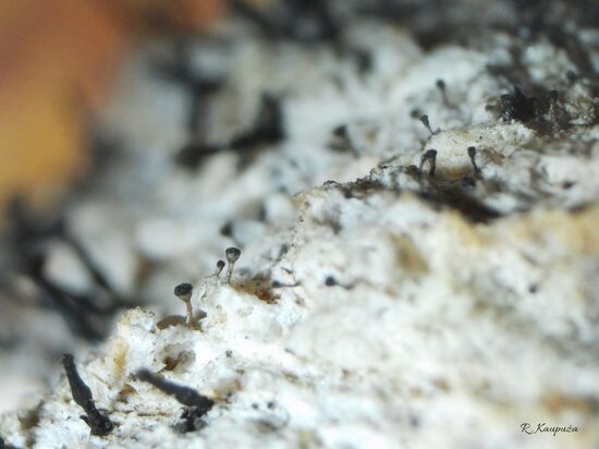 Chaenothecopsis nana