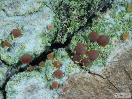 Bacidia rubella
