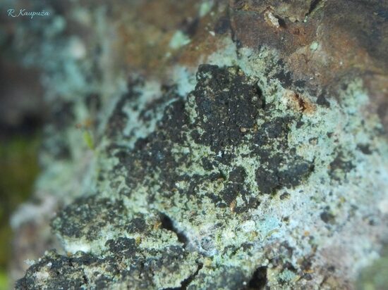 Reichlingia leopoldii