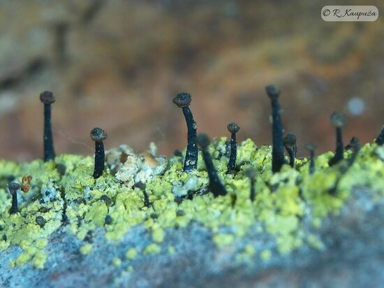 Calicium viride