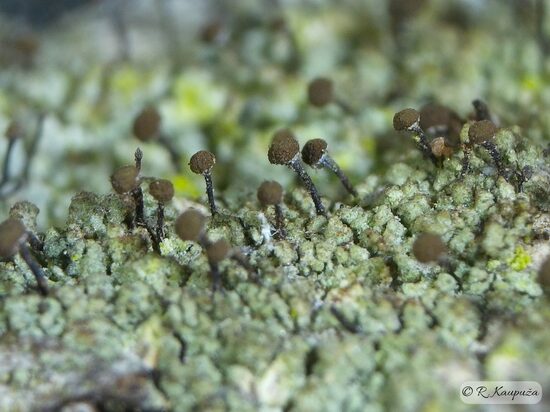 Chaenotheca trichialis