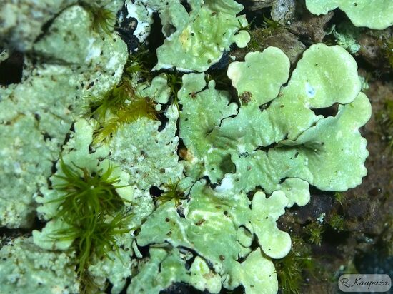 Flavoparmelia caperata