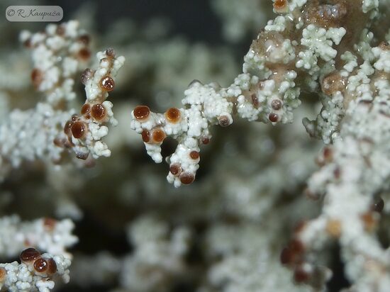 Stereocaulon tomentosum