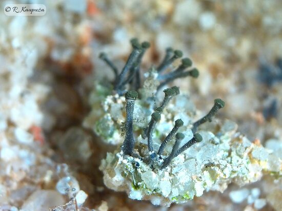Microcalicium arenarium