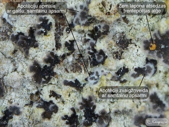 Felipes leucopellaeus