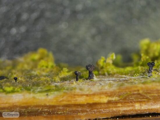 Chaenothecopsis pusilla