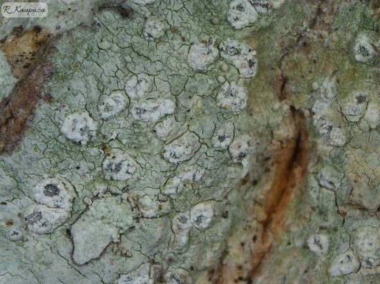 Phlyctis agelaea
