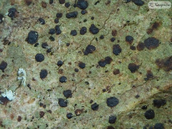 Arthonia spadicea