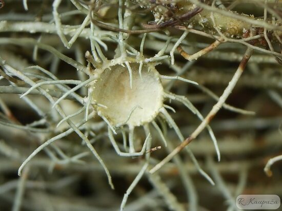 Usnea subfloridana