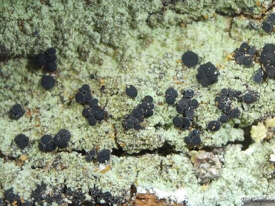 Hertelidea botryosa