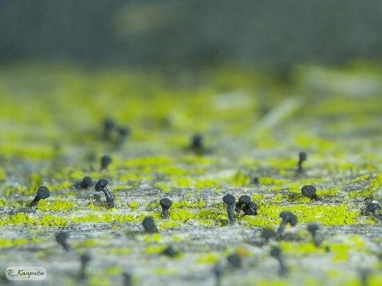 Chaenothecopsis debilis