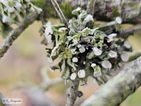 Ramalina fastigiata