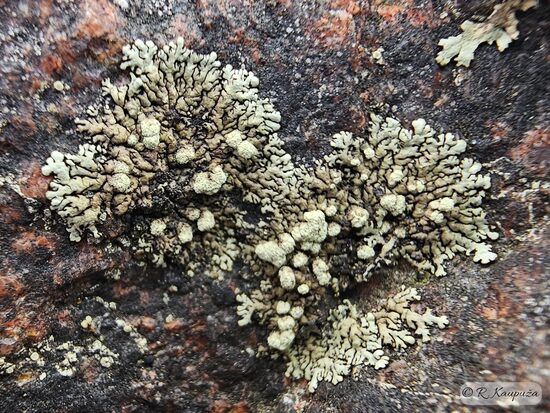 Xanthoparmelia mougeotii