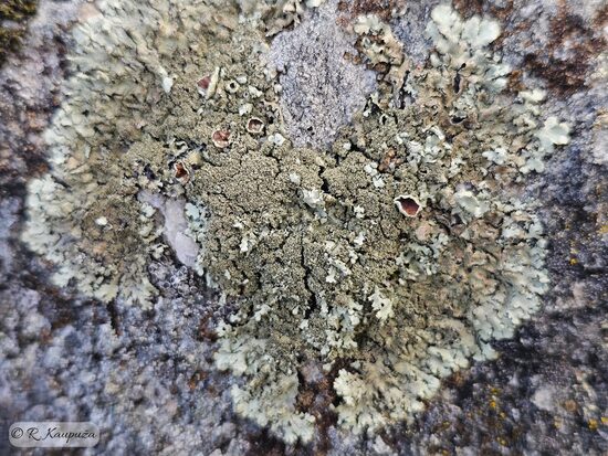 Xanthoparmelia conspersa