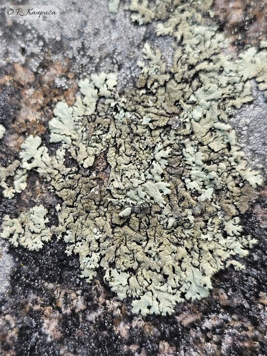 Xanthoparmelia stenophylla