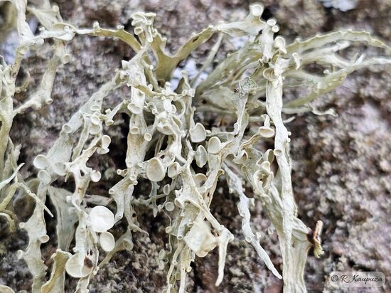 Ramalina fraxinea