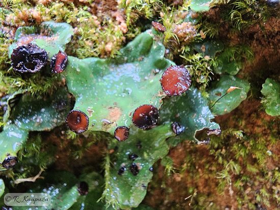 Peltigera venosa