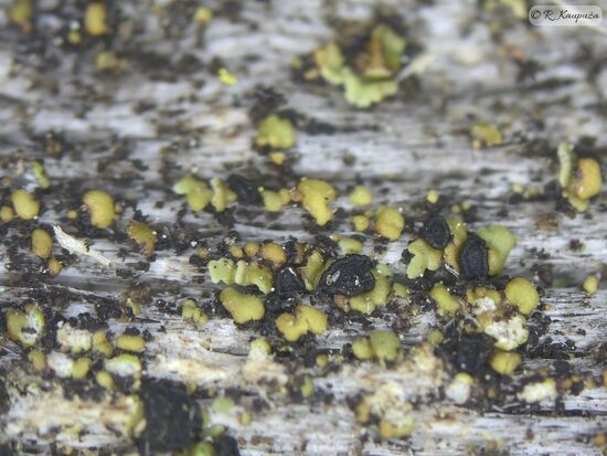 Hypocenomyce friesii