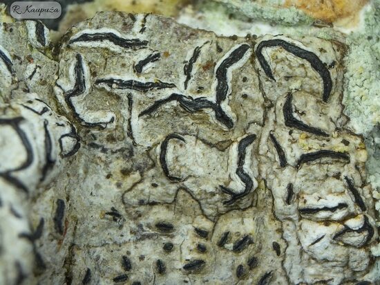 Graphis scripta s.lat.