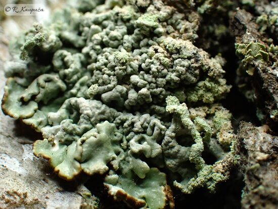 Hypogymnia farinacea 