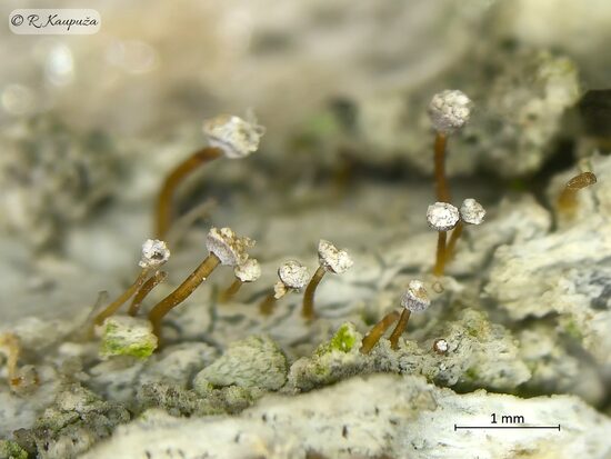 Sclerophora farinacea