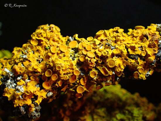 Xanthoria parietina