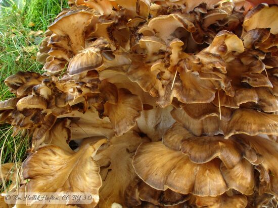 Grifola frondosa