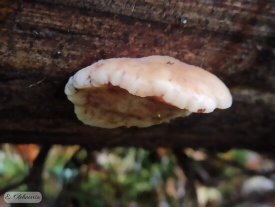 Amylocystis lapponica