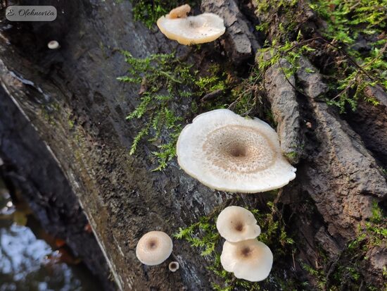 Lentinus tigrinus