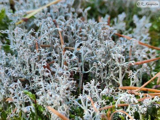 Cladonia rangiferina