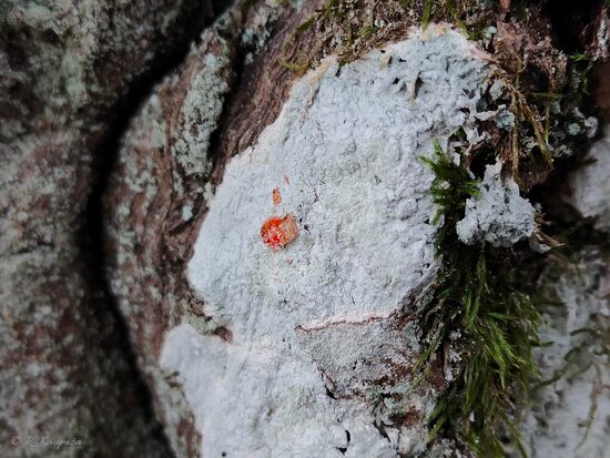Pertusaria hemisphaerica