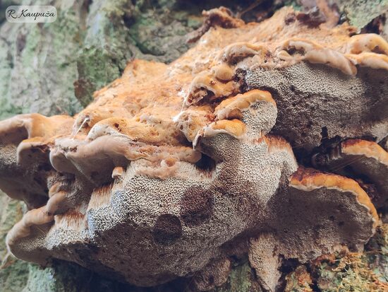 Inocutis dryophila