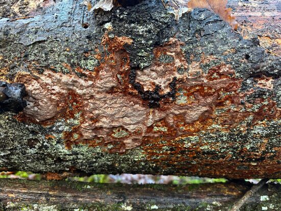 Phellinidium ferrugineofuscum