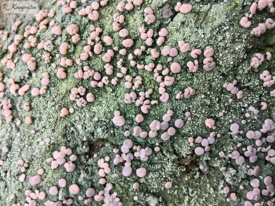 Icmadophila ericetorum