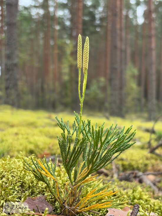 Diphasiastrum tristachyum