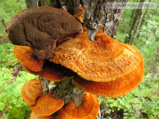 Inocutis rheades