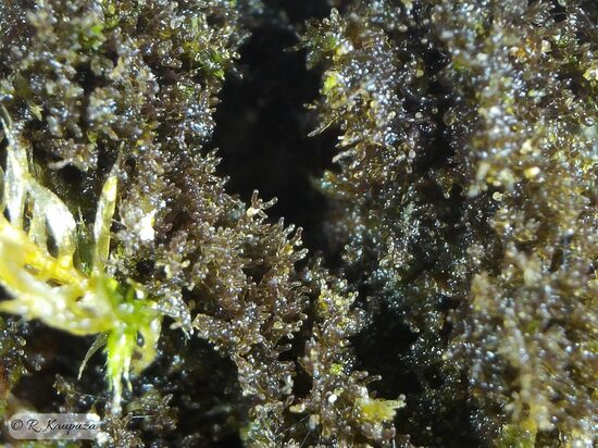 Scytinium teretiusculum