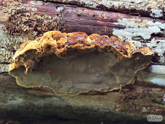 Phellopilus nigrolimitatus