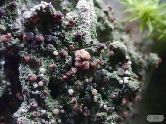 Biatora vernalis