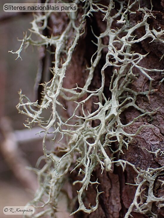 Evernia divaricata