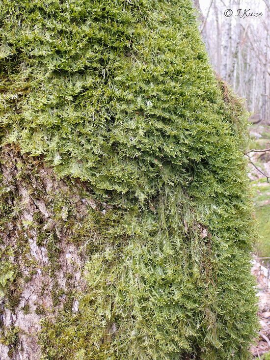 Alleniella complanata